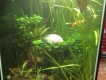 Không người chăm sóc nên cần bán hồ thuỷ sinh