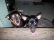 Bán Cặp Pinscher 2 Năm Tuổi Tại Sài Gòn Q.6