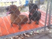 Chó Tacken baby và trưởng thành. quận 12 và Bến Tre
