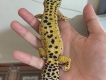 Mình cần bán 1 con Leopar Gecko + 1 con Nhím kiểng màu vàng!!!