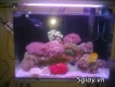 Bán San hô cho hồ cá biển