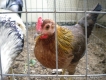 Gà nòi Mỹ F1 cần bán!