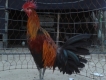 Gà tre , gà nòi , tphcm
