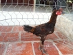 Gà peru tơ 4 đến 5 tháng lưng gù đẹp.