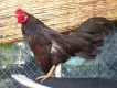 Gà tre đá cần bán gấp