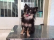 Bán chihuahua lông xù đen vàng hàng hiếm!