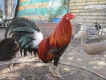 Chuyên Gà Nòi Peru Con, Gà Tre Mỹ Con....