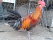 Gà nòi , gà tre , giá mềm tphcm