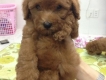 Bán 2 bé tiny poodle 2 tháng tuổi tại tphcm đây