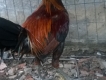Gà trống mái peru mỹ