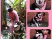 Bán ku Alaska Malamute đực trưởng thành !