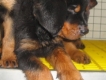 HCM - Rottweiler pupy siêu đại giá siêu "chát"
