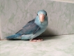 Bán Vẹt Parrotlet (cực kì thông minh)