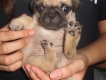 Tìm nhà cho 2 chàng pug + teckel siêu mini giá cực hời