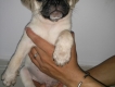 HCM-Bình Dương - Bán chó Pug con, hàng chuẩn, thuần chủng, bảo hành sức khoẻ