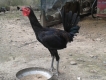 Gà peru , gà nòi, gàtre tphcm
