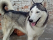 Phối giống chó Husky xám trắng hoặc nâu đỏ mắt xanh  giá hữu nghị !!!