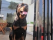 Phối giống chó Rottweiler thuần chủng 100% (có giấy VKA) giá hữu nghị nhất SG.
