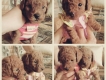 Cần tìm nhà mới cho hai bé Poodle Toy
