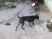 Bán chó Phú quốc đen tuyền