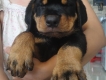 Rottweiler baby "xấu" giá "chát" - cha siêu trọng