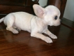 HCM_2 em chihuahua cái trắng kem thuần chủng có gốc gác cần tìm chủ mới nhé