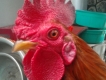 Bán 2 Gà Tre tơ giá dể chơi !