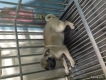 Cần Bán Chó  PUG  Thuần Chủng