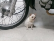 Cún chihuahua cần nhận "gạch" đây ah!!!!