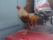 Q4 Cần bán 1 vài con gà tre tốt mà giá cũng tốt lun...vào coi vào coi...