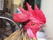 Gà đẹp giá bao đẹp!!!!!!!!!!!!!!!!!!!!!!!!!