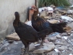 cần bán 2 con gà peru không trùng huyết 3 tháng mấy ngày
