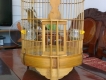 bán chim
