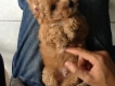 HCM - toy poodle đực nâu đỏ 2 tháng rất đẹp trai
