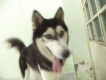 Cần Bán HUSKY Cái 1 năm tuổi mạnh khỏe.