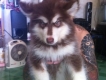 Cần bán  Alaskan malamute nâu đỏ 3 tháng ( 2 đực - 1 cái ) cực dễ thương !!!
