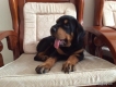 Bán Rottweiler ( 3 tháng tuổi )
