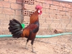 Gà Cọp Mỹ Lai PERU Hàng Bao Đẳng Cấp Đá Tiền Lớn Của Hùng Bình Phước