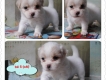 8 bé chó,cún nhật cực xinh,6 cái,3 đực tha hồ chọn nè,mấy bé đc 1 tháng 15 ngày r ...