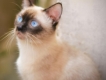 HCM - Toàn Quốc - Mèo Xiêm - Siêm - Siamese con Cần tìm chủ mới