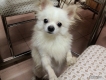 tìm chủ mới e phoc soc pomeranian