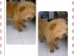 HCM - Chow chow