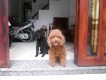 hcm- bán chó toy poodle thuần chủng 100% sinh tại việt nam giá chỉ 5,9tr
