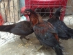 Cần bán Gà peru,mái asil và 2 em gà lai