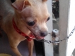 chihuahua đực,2 tuổi,thông minh lanh lợi,đã chích ngừa và sổ lãi,gia 4 trieu 2,co fix