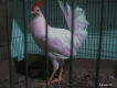 Gà nòi mỹ Úa chân vàng tơ