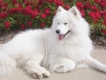 bán chó samoyed nhập