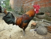 Trại Gà Tre Đá Tây Ninh - Cung cấp gà tre đá tiền 8lang - 1kg3