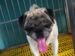 Cần bán pug đực hơn 1 tuổi phối giống tốt