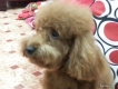 Cho phối giống Poodle không lấy tiền <3